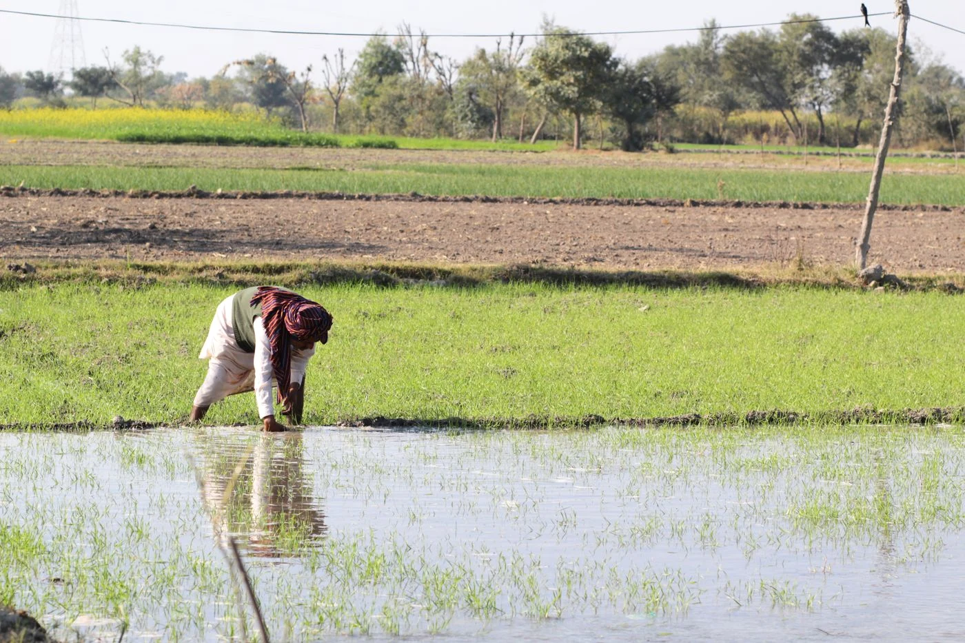 Farmer tending a cultivated field in Punjab, Pakistan — representative application photograph
