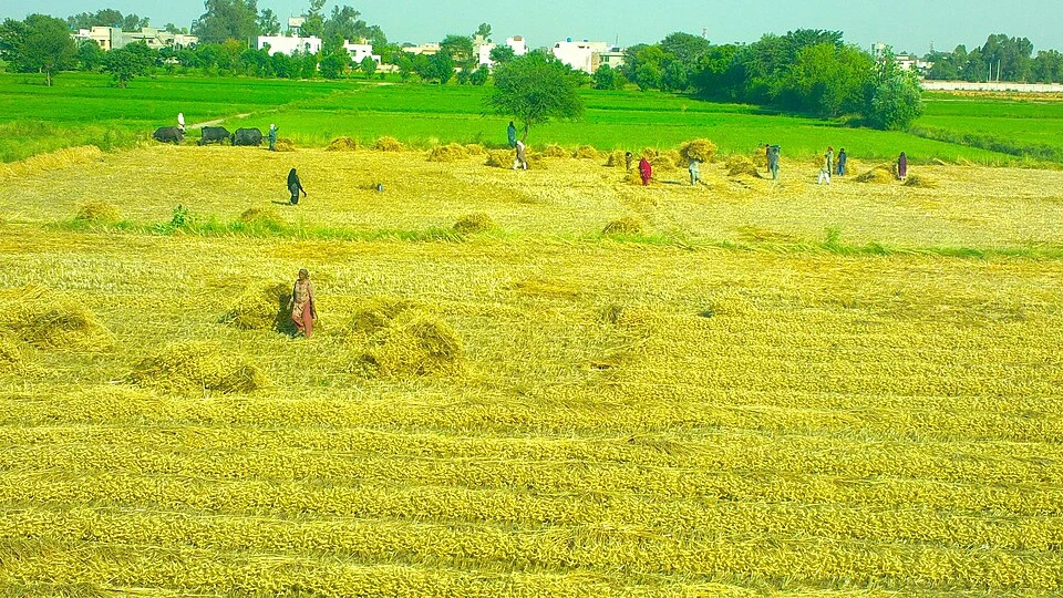 Cultivated wheat field in Punjab, Pakistan — representative application photograph